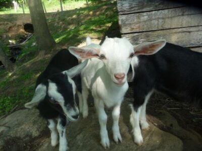 Stories from a Goat Farm and Micro-Dairy (with Video) Image